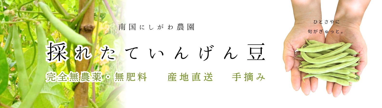 “いんげん豆”